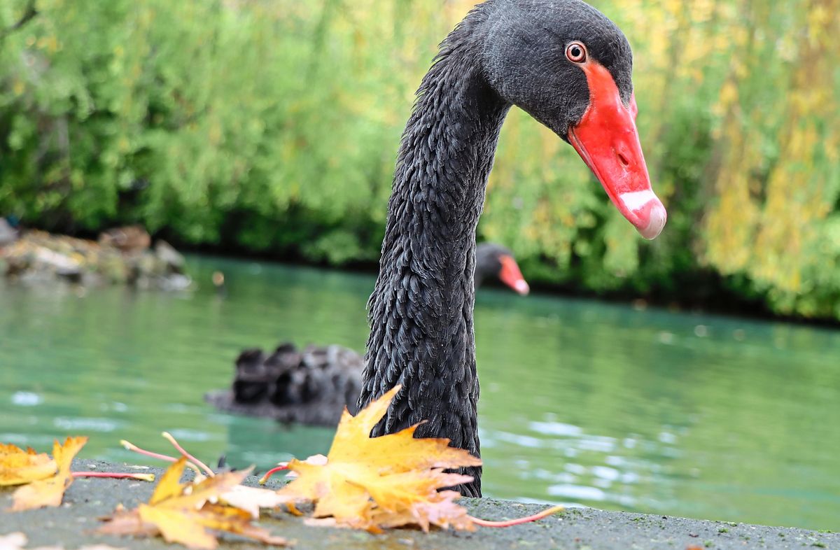 Der schwarze Schwanenvater wird aktuell vom Züchter wieder gesund gepflegt. Archivfoto: Dietz 