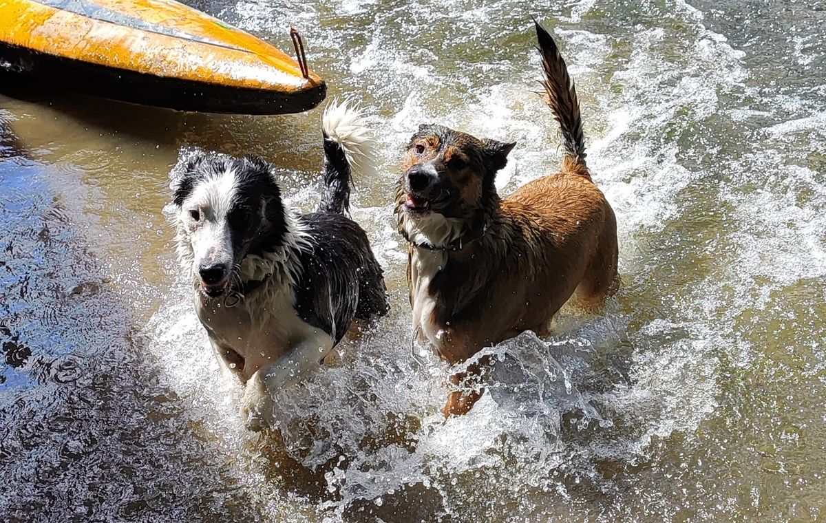 Valerie und Maya – die beiden Nachbarhunde aus der Nordstraße - erfrischen sich bei heißen Temperaturen in der Nördlichen Umflut.