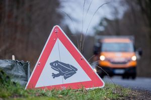 Zum Laichen wandern die Tiere meistens zu dem Gewässer, in dem sie selbst geboren sind (Archivbild). - Foto: Rolf Vennenbernd/dpa