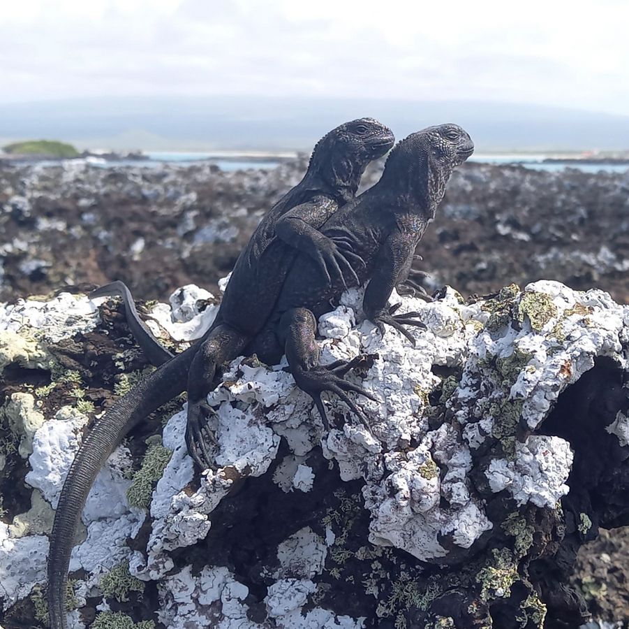 „Traute Zweisamkeit im endlosen Pazifik“ nennt Marion Schmidt diese ungewöhnliche Aufnahme, die sie im Mai auf den Galápagos-Inseln machte.