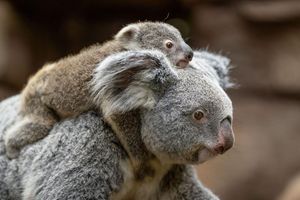 In der Wilhelma sind im vergangenen Jahr zwei Koala-Babys geboren worden. Nun stehen die Geschlechter der beiden fest. Hier trägt Koala-Weibchen Auburn ihr weibliches Jungtier durchs Gehege. (Foto-Handout) - Foto: Birger Meierjohann/Wilhelma Stuttgart/dpa