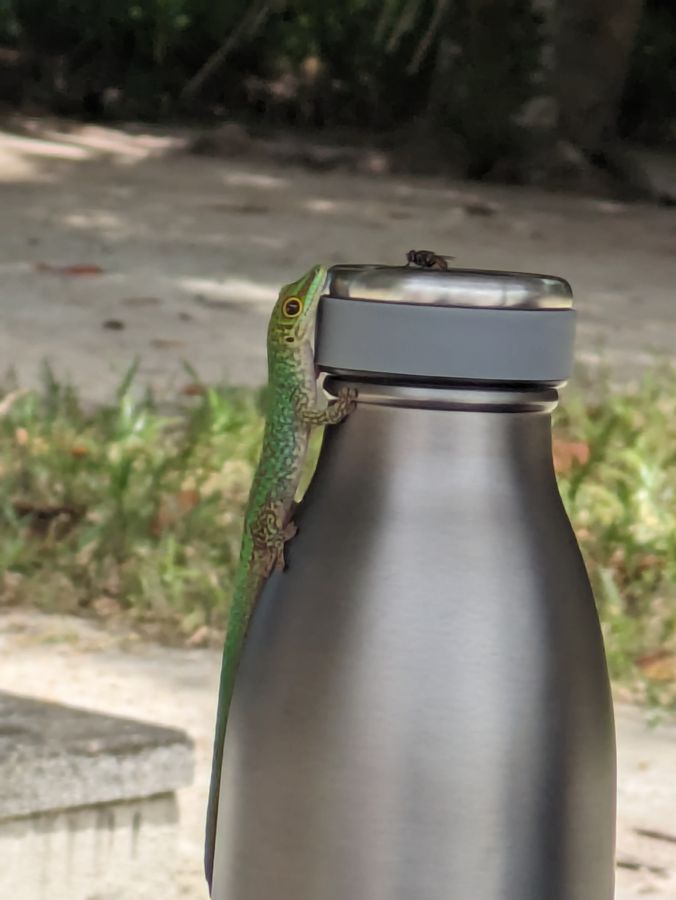 Ob es dieser Gecko auf den Seychellen eher auf die Fliege oder auf den Inhalt der Flasche abgesehen hat, lässt sich leider nicht mehr feststellen – schreibt die Fotografin Tanja Pink.