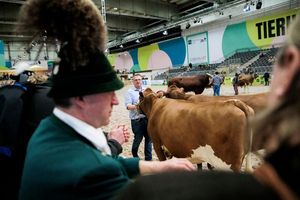 Paarhufer wie Rinder, Schweine, Schafe oder Alpakas wird es auf der Grünen Woche in diesem Jahr nicht zu sehen geben. (Archivbild) - Foto: Carsten Koall/dpa