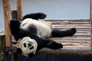 Noch nie wurde einer Studie zufolge so häufig «Dienst nach Vorschrift» gemacht wie im vergangenen Jahr (Symbolbild). - Foto: Tpg/TPG via ZUMA Press/dpa