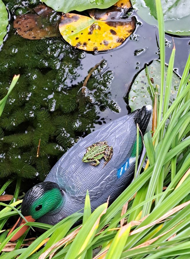 Mit einer Ente ins Wasser gehen scheinbar nicht nur badewillige Menschen: Dieser Frosch im Gartenteich von Kirsten Roome macht es sich auf dem Plastikfedervieh in der Sonne gemütlich.
