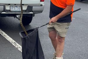 In Australien musste sich eine Frau vor einer tödlichen Giftschlange aus ihrem Auto retten. (Foto Handout) - Foto: --/Victoria Police/dpa