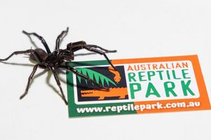 Im Australian Reptile Park werden die Männchen zur Herstellung eines Gegengifts gemolken. - Foto: Caitlin Vine/Australian Reptile Park/dpa