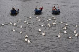 In diesem Jahr begleiteten die Boote rund 50 von insgesamt rund 90 Schwänen. - Foto: Marcus Brandt/dpa