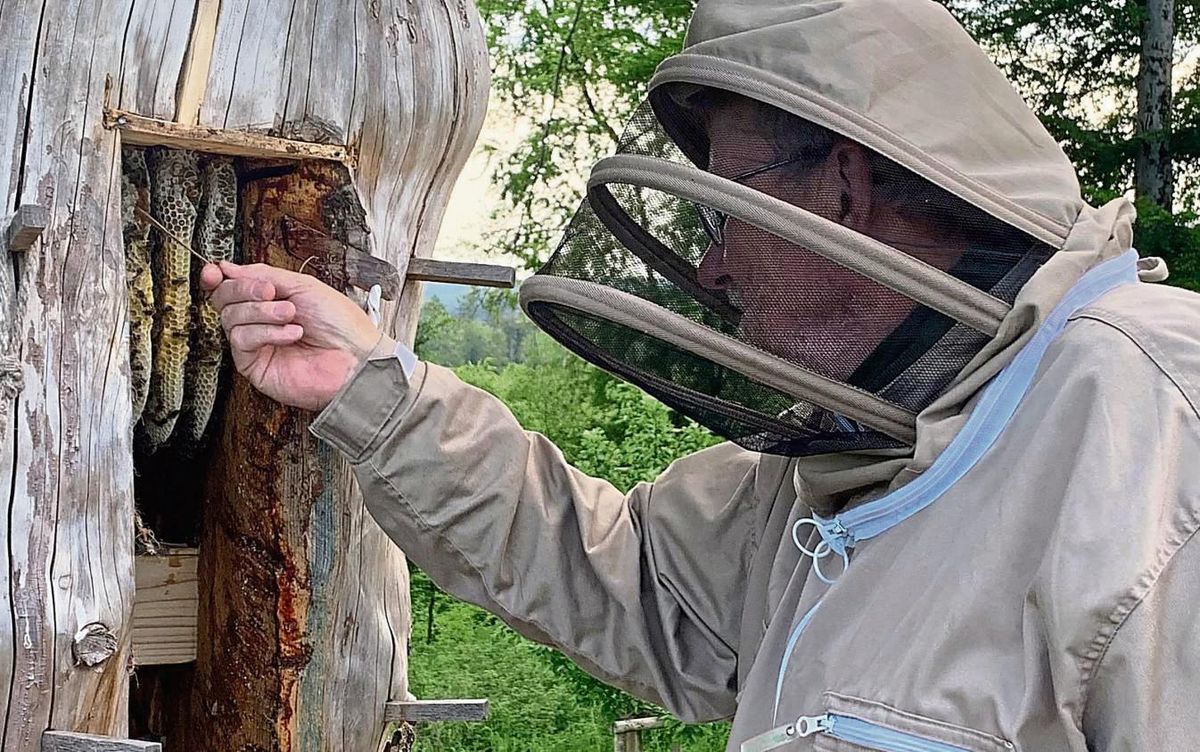 Zum Probieren kratzt Ditmar Kruse den warmen Honig mit einem Holzlöffel direkt aus der Wabe in der Klotzbeute.