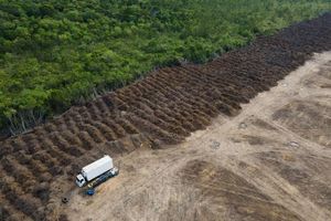 Durch das Gesetz soll die Abholzung des Regenwaldes etwa im Amazonas deutlich reduziert werden. (Symbolbild) - Foto: Fernando Souza/ZUMA Press Wire/dpa