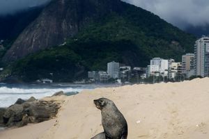 Ungewöhnlicher Besucher in Rio de Janeiro: ein Seebär sitzt am Strand von Ipanema. - Foto: Bob Karp/ZUMA Press Wire/dpa