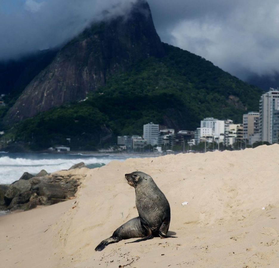 Ungewöhnlicher Besucher in Rio de Janeiro: ein Seebär sitzt am Strand von Ipanema. - Foto: Bob Karp/ZUMA Press Wire/dpa