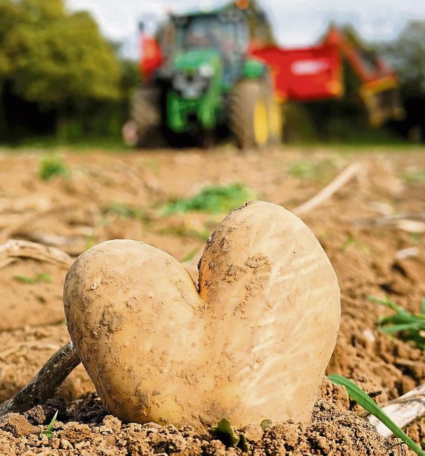 Ein Herz für die Sortenvielfalt und die Schöpfung beweist das Erzbistum mit der Kartoffelaktion 2025. Foto: Vielberg