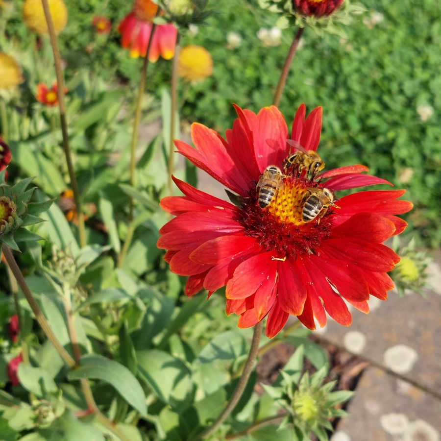 Bienenfleiß: Im Trio sammeln diese Insekten auf der Kokardenblume im Garten von Daniela Pfeiffer in Lippstadt ihren Nektar.