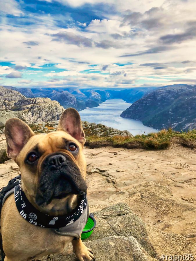 Otis zieht hier den Blick in Herrchens Kameralinse vor, bevor er dann den Blick wieder über die phantastische Welt der norwegischen Fjorde schweifen lässt.