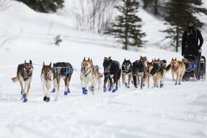 Wegen Schneemangels in Alaska wird die Iditarod-Rennroute in diesem Jahr geändert. (Archivbild) - Foto: Christy Prosser/ZUMA Press Wire/dpa