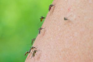 Immer wieder heißt es, Stechmücken würden süßes Blut mögen - stimmt das? - Foto: Patrick Pleul/dpa-Zentralbild/dpa