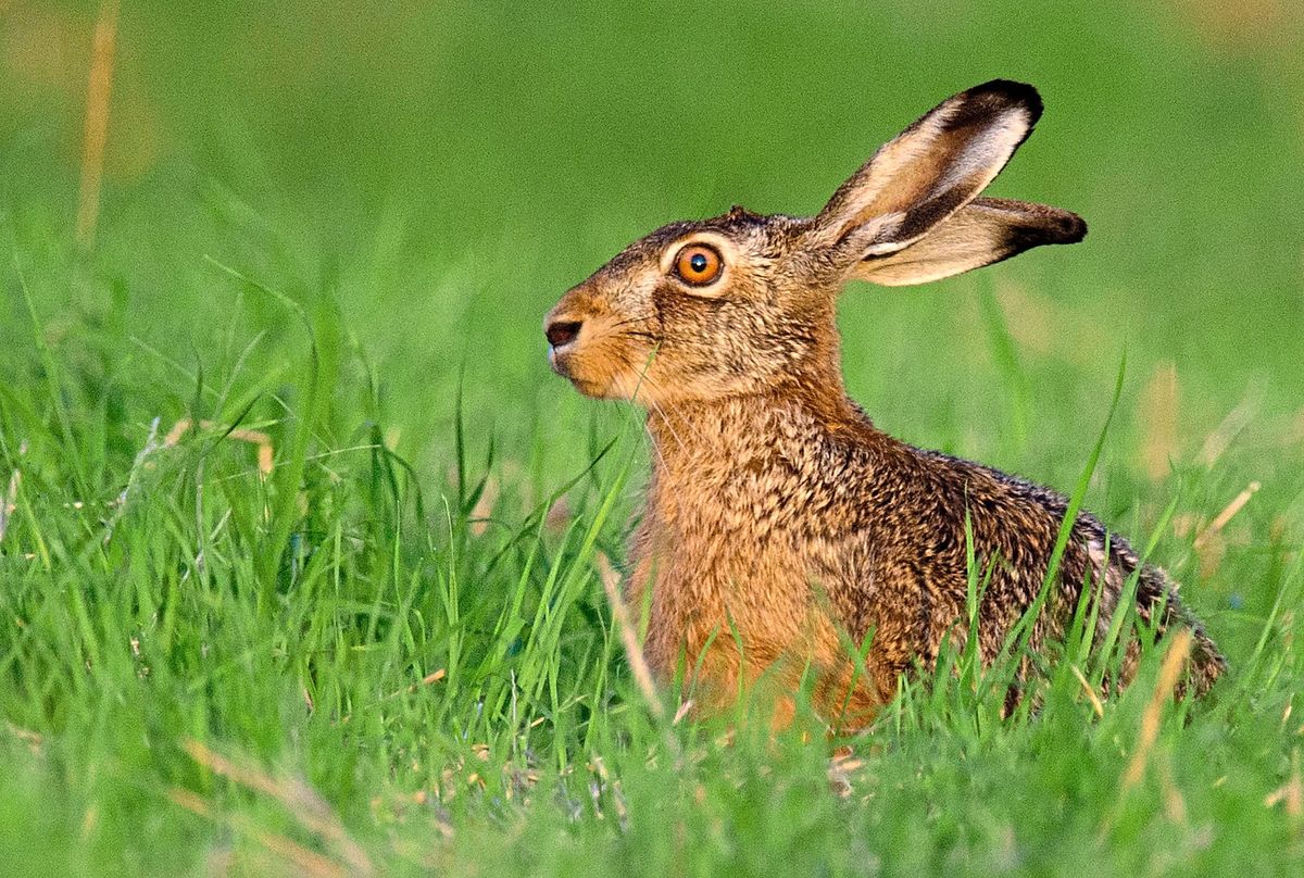 Spaziergänger sind zur Vorsicht aufgerufen: Im Kreis Soest wurde bei einem toten Hasen in Ense-Sieveringen die Hasenpest nachgewiesen. Foto: dpa