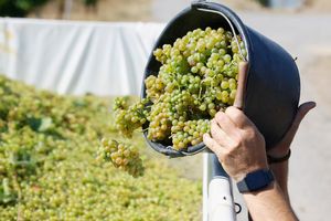 Der Weinbau ist in der Krise. (Archivbild) - Foto: Heiko Becker/dpa