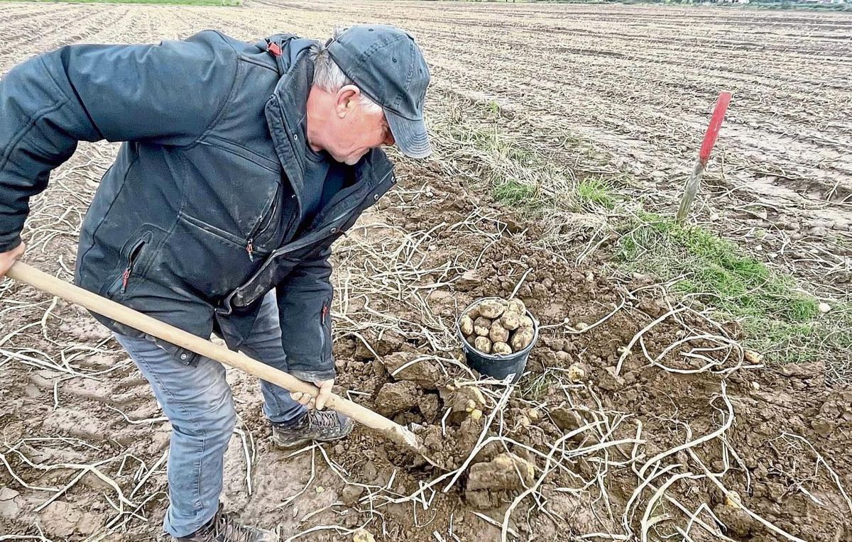 Goldgräber-Stimmung: Waldemar aus Schmerlecke hat eine Stelle an einem Grenzstein gefunden, wo der Roder nicht hinkam. Die Kartoffeln liegen noch in den Reihen. Der Rentner hat früher in der Landwirtschaft gearbeitet. Fotos: Vielberg