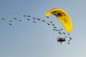 Teile der Strecke mussten die seltenen Vögel auch im Auto zurücklegen. - Foto: Gunnar Hartmann/Waldrappteam Conservation and Research/dpa