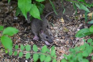 Viele Menschen haben Angst vor Ratten. (Archivbild) - Foto: Jens Kalaene/dpa