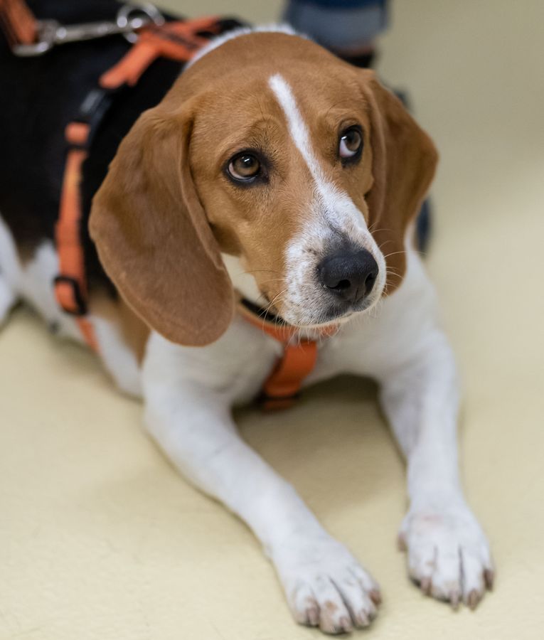 Beagle sind für ihr feundliches Wesen bekannt und gelten als Familienhunde: Alles andere als familiär wurde ein Beagle aber offenbar in Anröchte gehalten. Die Organisation PETA macht auf den Fall aufmerksam. Symbolfoto: DPA