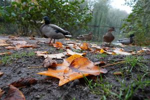 Die Deutsche Wildtier Stiftung warnt eindringlich davor, Enten mit Brot zu füttern. (Archivbild) - Foto: Marcus Brandt/dpa