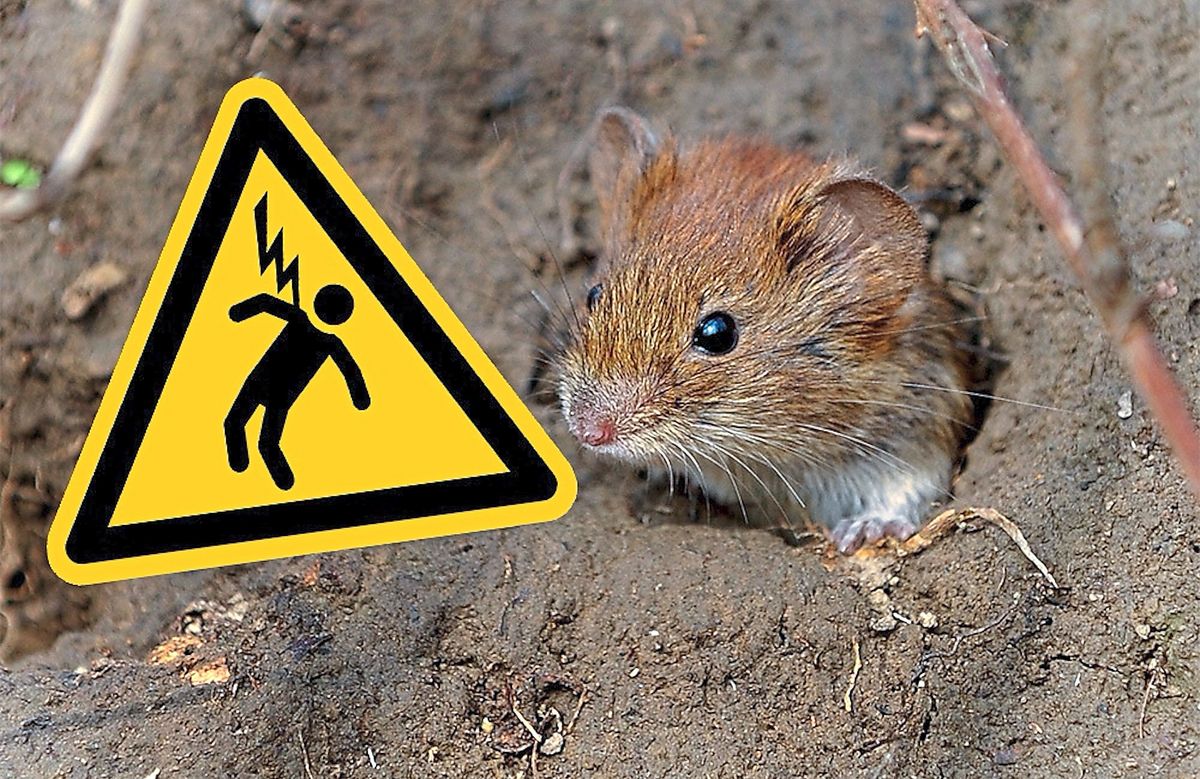 Eine Maus sorgte dafür, dass 2000 Haushalte in Geseke und Salzkotten ohne Strom waren. Foto: Peter Steffen/dpa/Montage: Wissing