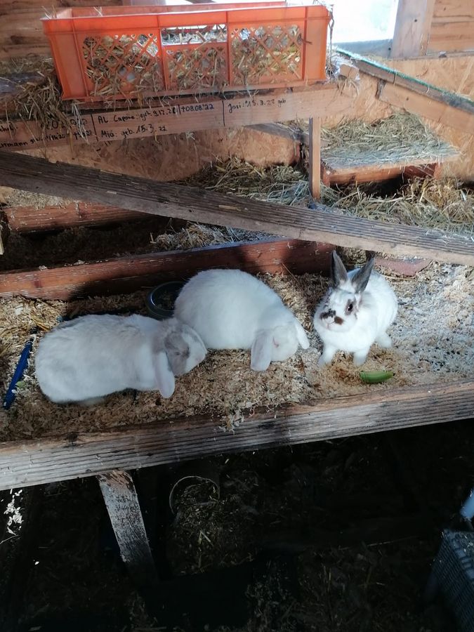 Kaninchen brauchen Gesellschaft. Foto: Hannah und Greta-Louise