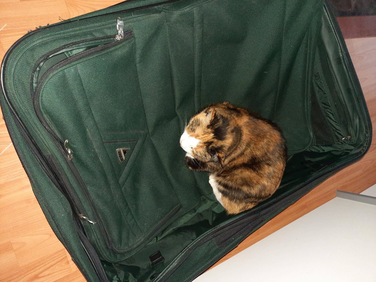 Rosine, so heißt die Katze von Lotta Maria Korf aus Geseke, ahnt, was da vor sich geht. Ihre Familie will in den Urlaub verreisen. Klare Ansage von ihr: „Ich will mit!“.