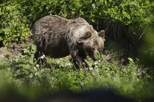 Ein Braunbär in einem slowakischen Gebirgstal. In der Slowakei gibt es mehr als tausend frei lebende Braunbären. (Archivbild) - Foto: Milan Kapusta/tasr/dpa