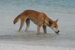 Die Dingos auf K'gari sind eine Attraktion - aber auch gefährlich. (Archivbild) - Foto: Fraser Island Dingo Preservation/AAP/dpa