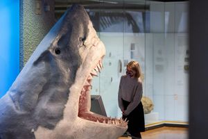 Der Urzeit-Hai Megalodon wurde lange als gigantische Version eines Weißen Hais angesehen. (Archivbild) - Foto: Marijan Murat/dpa