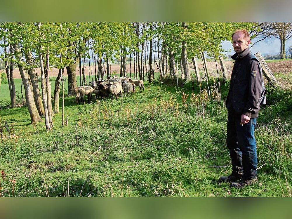 Hans Buksmann ist entsetzt: Seine halbe Schafsherde ist am Dienstagmorgen gerissen worden. Fotos: Löseke