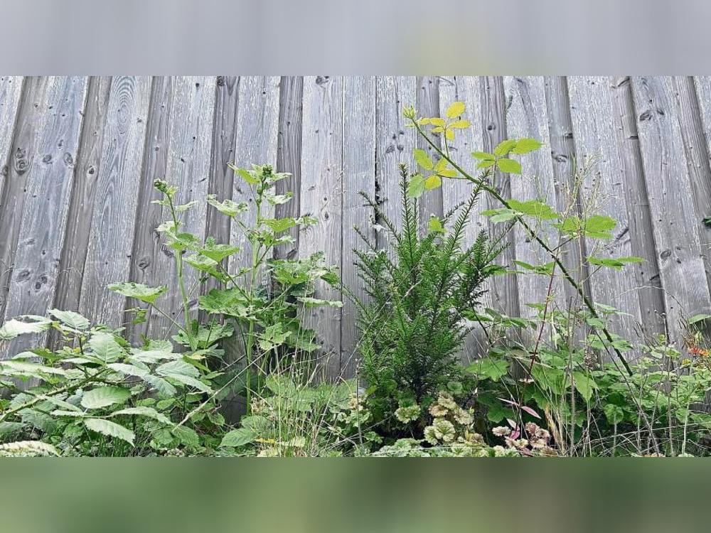 Darauf zu achten, dass keine Pflanzen durch den Zaun oder über die Grenze in Nachbars Garten wachsen, ist Pflicht von Grundstückseigentümern. Foto: Bsdurek