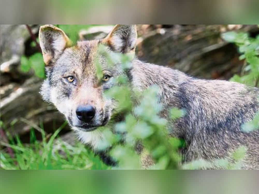 Fördergelder für den Herdenschutz: Ein Wolf ist im Arnsberger Wald standorttreu geworden. Symbolfoto: Julian Stratenschulte / dpa