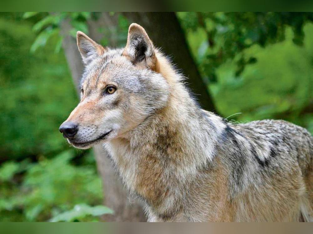 Immer wieder mal ist in den letzten Wochen ein Wolf im Rüthener Stadtgebiet gesichtet worden. Eine Gefahr für den Menschen bestehe laut Experten aber nicht.