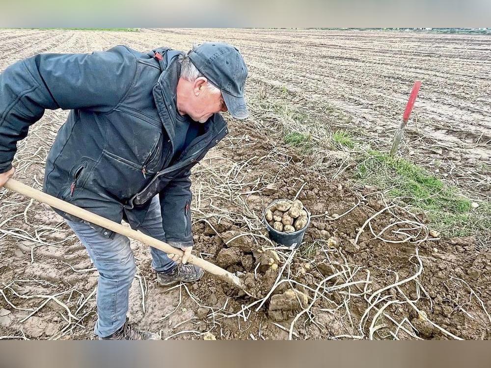 Goldgräber-Stimmung: Waldemar aus Schmerlecke hat eine Stelle an einem Grenzstein gefunden, wo der Roder nicht hinkam. Die Kartoffeln liegen noch in den Reihen. Der Rentner hat früher in der Landwirtschaft gearbeitet. Fotos: Vielberg