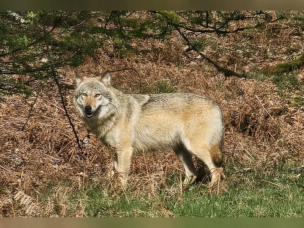 Fragen rund um den Wolf will das NRW-Ministerium für Natur, Umwelt und Verbraucherschutz am 28. Oktober in Belecke beantworten. Foto: Junker