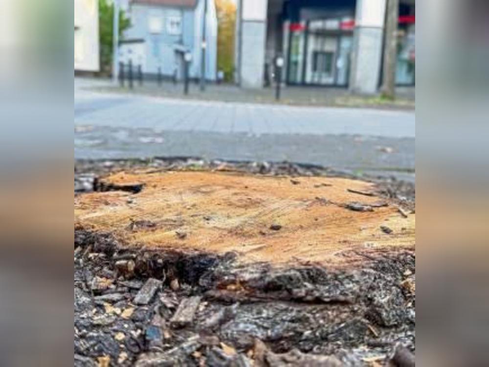 In der Bachstraße erinnert nur noch der Stumpf an den einstigen Ahorn. Foto: N. Wissing