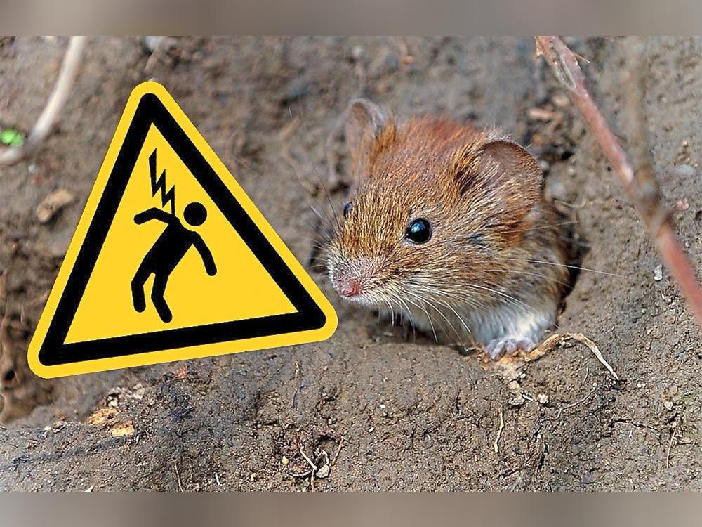 Eine Maus sorgte dafür, dass 2000 Haushalte in Geseke und Salzkotten ohne Strom waren. Foto: Peter Steffen/dpa/Montage: Wissing