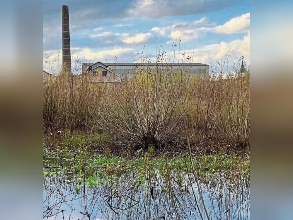 Das Unionsgelände im Herbst: 150 Jahre nach der Industrialisierung erobert die Natur ihr Terrain zurück. Foto: Overhoff