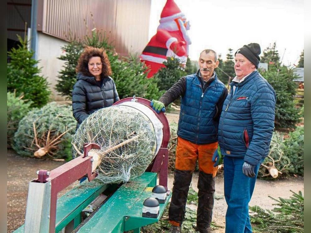 Ein schöner Tannenbaum: Marion Römer hat bei Strugholtz in Effeln die Sicherheit beim Baumverkauf im Blick, während Franciszek Brodacki (Mitte) als Fachmann an Säge und Einnetztrichter das Grün vorübergehend eintütet. Käufer Paul Budde-Kemper aus Uelde ist zufrieden und hat gleich zwei Tannen erworben. Foto: Eickhoff