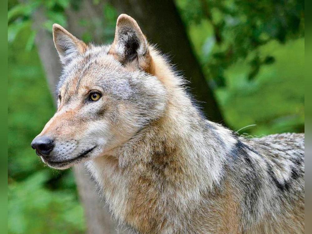 Der Europarat ebnet den Weg für die Herabsetzung des Schutzstatus des Wolfes. Foto:: dpa