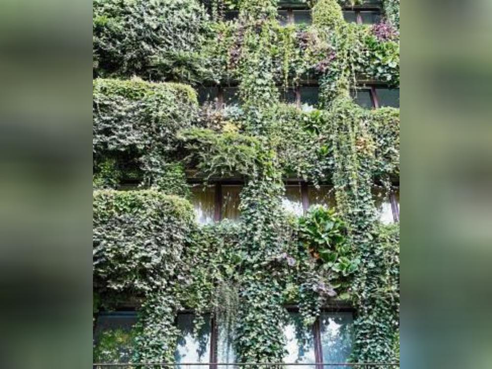 Keine Hainbuche, kein Parkhaus, aber Fassadengrün. Foto: dpa