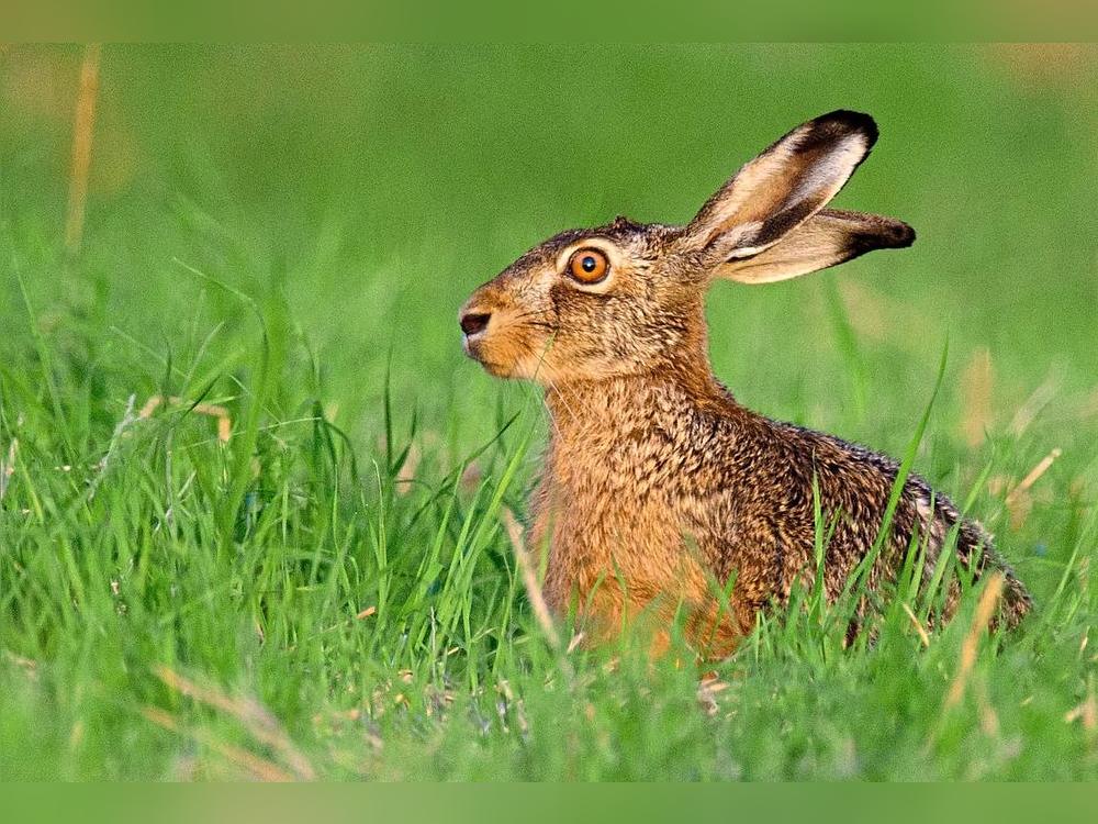 Spaziergänger sind zur Vorsicht aufgerufen: Im Kreis Soest wurde bei einem toten Hasen in Ense-Sieveringen die Hasenpest nachgewiesen. Foto: dpa