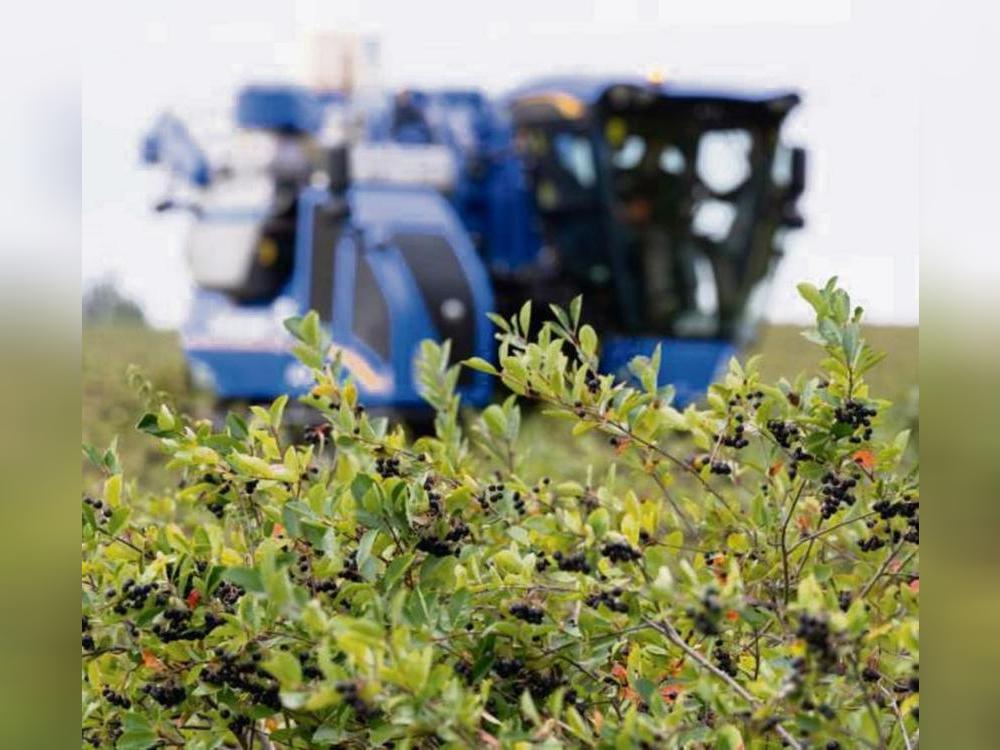 Die Beeren-Ernte ist in der heimischen Region dramatisch eingebrochen. Foto: dpa