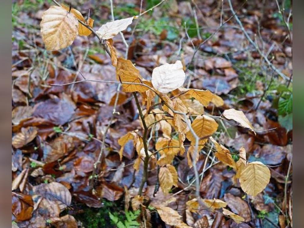 Aus Setzlingen soll Wald entstehen. Symbolbild: Stallmeister