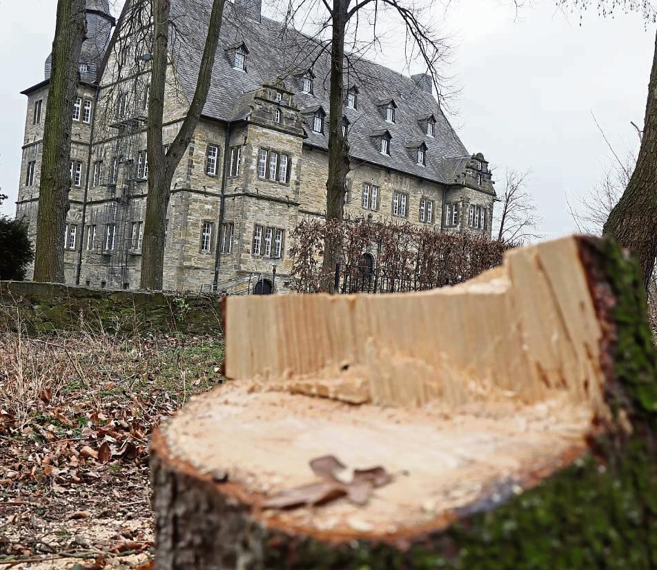 38 Bäume wurden vor der beginnenden Brut- und Nistzeit im Schlosspark gefällt. Der gesamte Park wird neu gestaltet – zahlreiche Neupflanzungen sind geplant. Foto: Dietz